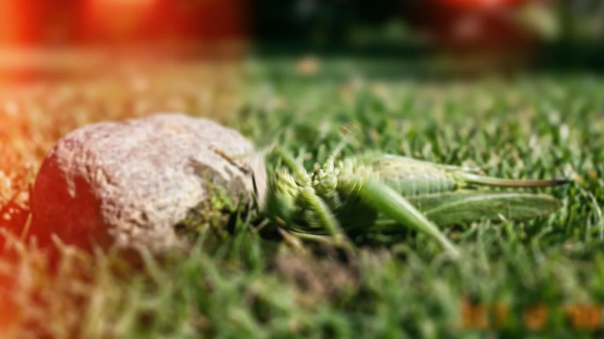a squashed grasshopper made with AI because I have never killed another grasshopper since the events in this poem